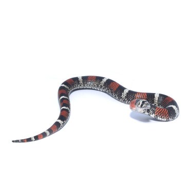 Tricolor Hognose Snake